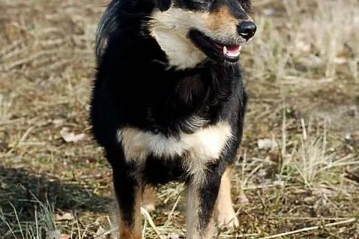 KLARA idealna sunia, czeka w schronisku,  łódzkie 