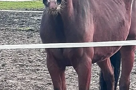 Młoda klacz sport hodowla, , 