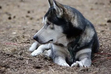 Sibi - alaskan malamute szuka domu,  łódzkie Łódź