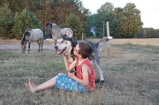 Sibi - alaskan malamute szuka domu,  łódzkie Łódź