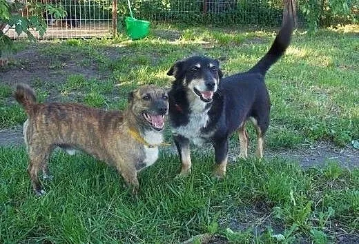 Reksio miał Pana, ale nie zaznał w życiu choć odro