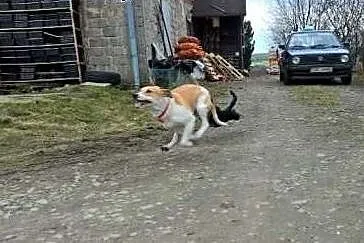 Dora - 9 miesięczna w typie BULL,  dolnośląskie Wr