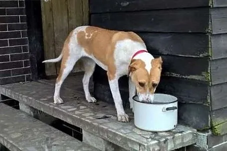 Dora - 9 miesięczna w typie BULL,  dolnośląskie Wr