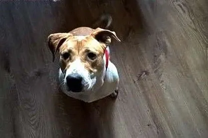Dora - 9 miesięczna w typie BULL,  dolnośląskie Wr