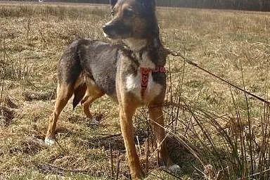 Piękna, delikatna i wrażliwa KALI-bardzo pilnie po