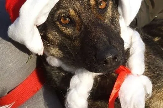 Tola młoda suczka szuka domu!,  Kundelki cała Polska