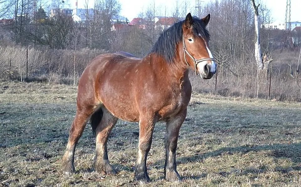 Sprzedam 2 klacze sztumskie programowe