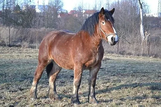 Sprzedam 2 klacze sztumskie programowe