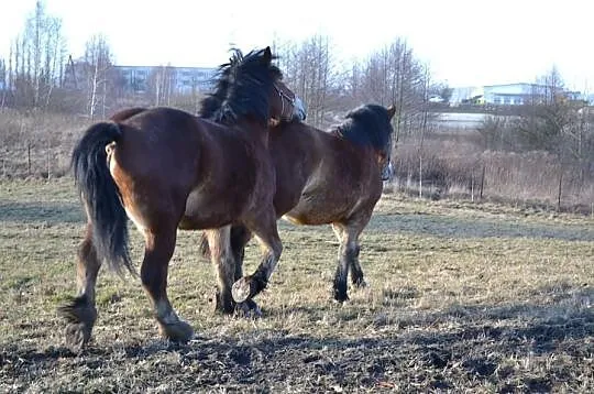 Sprzedam 2 klacze sztumskie programowe