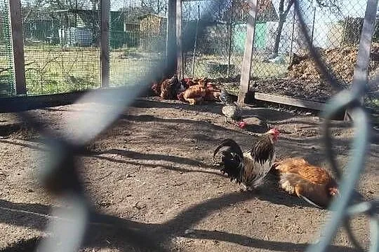 Mocne i zdrowe koguciki Czwerek – gotowe do hodowli!, Wielkopolskie, Kościan