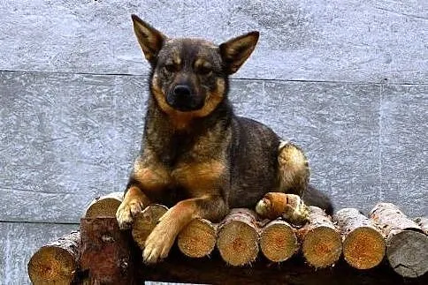 JAK nie TY to KTO ?! MRÓWKA czeka NA DOM!!!,  mazo