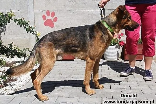 Donald - żywiołowy młodzieniec, Mazowieckie, Nowy Dwór Mazowiecki