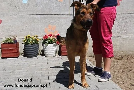 Donald - żywiołowy młodzieniec, Mazowieckie, Nowy Dwór Mazowiecki