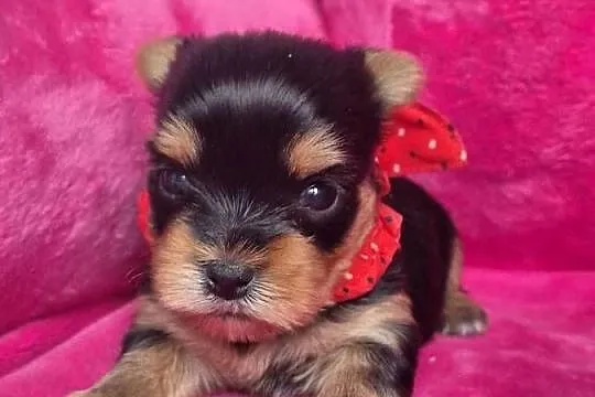 Yorkshire terrier,  śliczna sunia