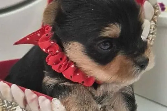 Yorkshire terrier,  śliczna sunia, Łódzkie, Poddębice