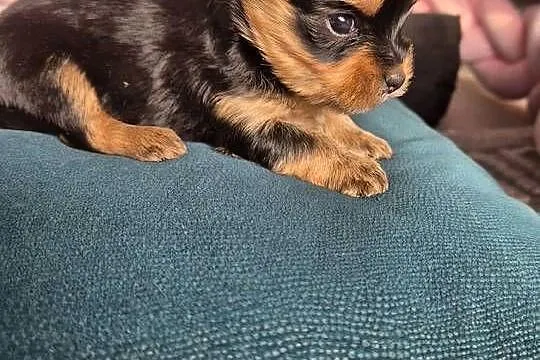 Yorkshire terrier,  śliczna sunia, Łódzkie, Poddębice