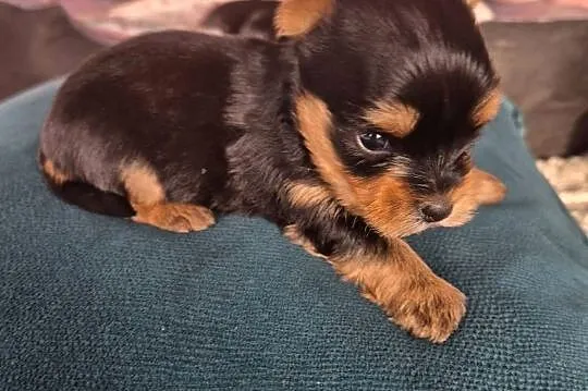 Yorkshire terrier,  śliczna sunia, Łódzkie, Poddębice