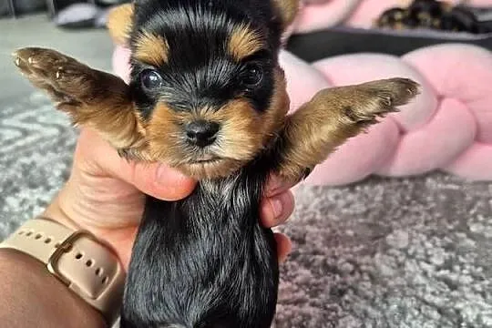 Yorkshire terrier,  śliczna sunia, Łódzkie, Poddębice