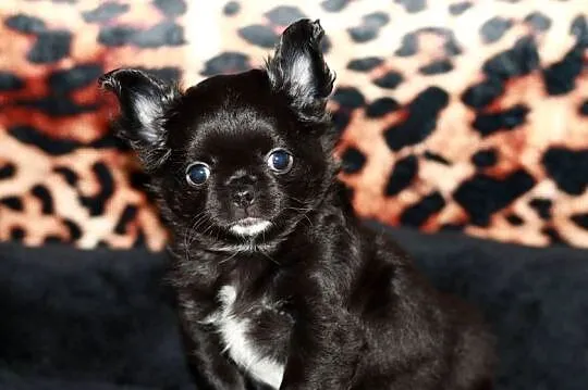 Chihuahua długowłosa suczka ZKwP FCI