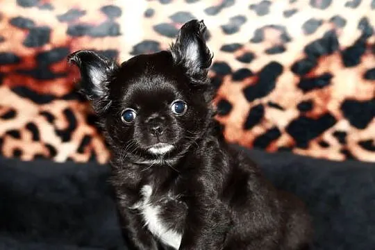 Chihuahua długowłosa suczka ZKwP FCI, Zachodniopomorskie, Świnoujście