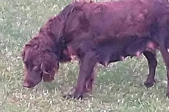 Wachtelhund.Płochacz Niemiecki. szczeniaki, Podlaskie, Kolno