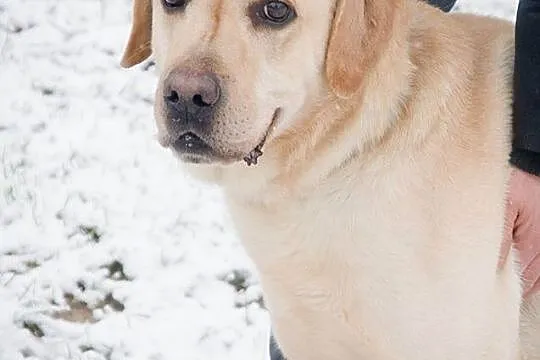 Dziubek biszkoptowy labrador szuka domu