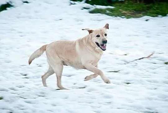 Dziubek biszkoptowy labrador szuka domu