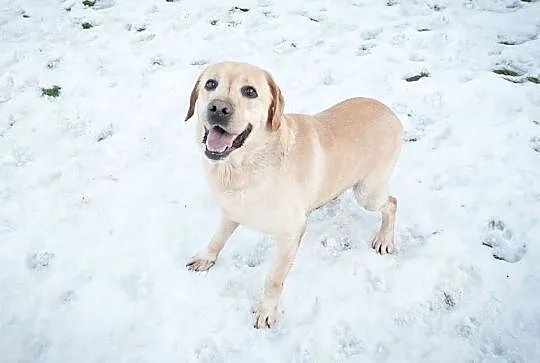 Dziubek biszkoptowy labrador szuka domu