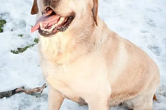 Dziubek biszkoptowy labrador szuka domu