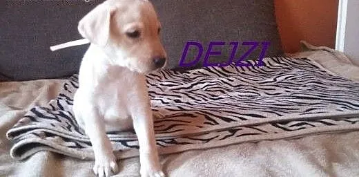 LABRADOR SZCZENIAKI, Labrador retriever cała Pols