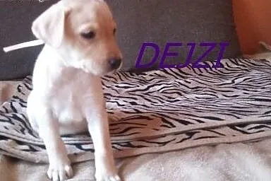 LABRADOR SZCZENIAKI,  Labrador retriever cała Pols