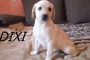 LABRADOR SZCZENIAKI,  Labrador retriever cała Pols