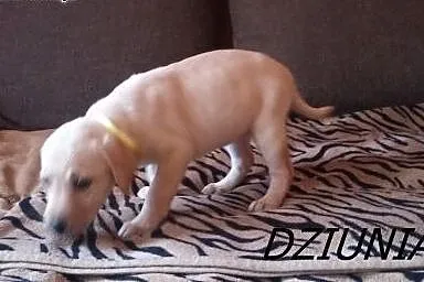 LABRADOR SZCZENIAKI,  Labrador retriever cała Pols