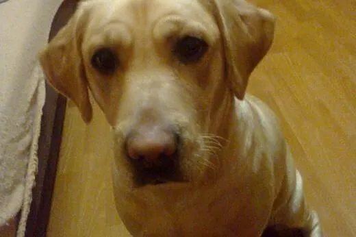 LABRADOR SZCZENIAKI,  Labrador retriever cała Pols