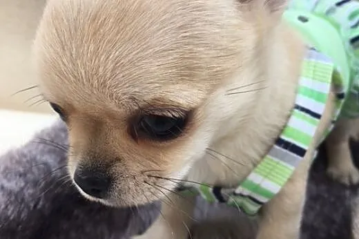 Chihuahua miniaturka,  rodowód ZKwP/FCI, urocze sz