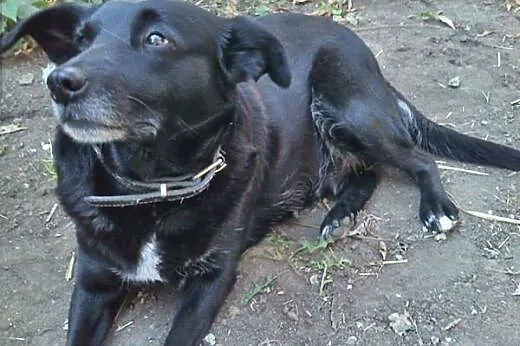 Kochająca ludzi Klara, łagodna do dzieci sunia szu