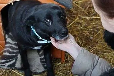 Kochająca ludzi Klara, łagodna do dzieci sunia szu