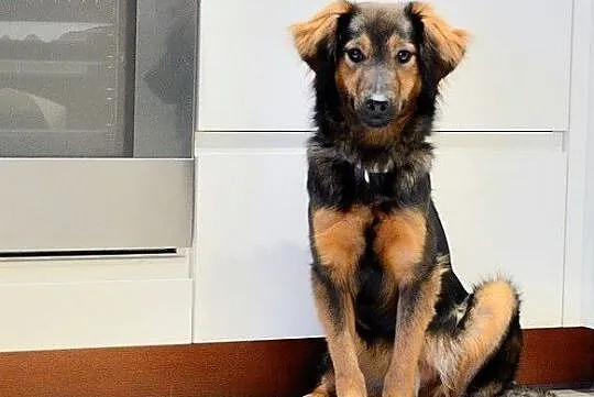 Majami - słodki, młody, delikatny pies do adopcji, Mazowieckie, Warszawa