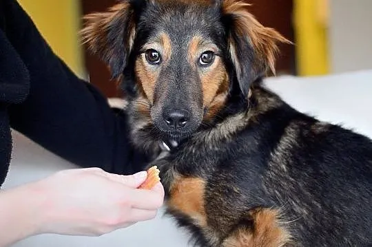 Majami - słodki, młody, delikatny pies do adopcji, Mazowieckie, Warszawa