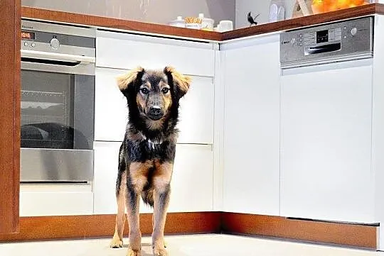 Majami - słodki, młody, delikatny pies do adopcji, Mazowieckie, Warszawa