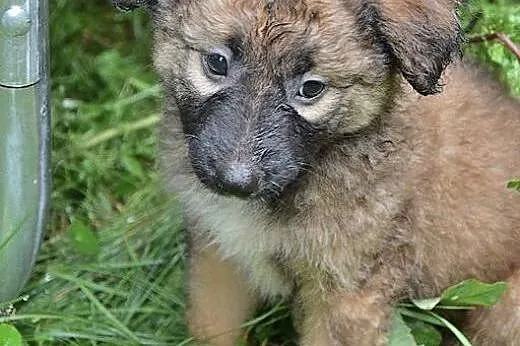 FRYKAS- ośmiotygodniowy chłopak szuka domku,  mazo