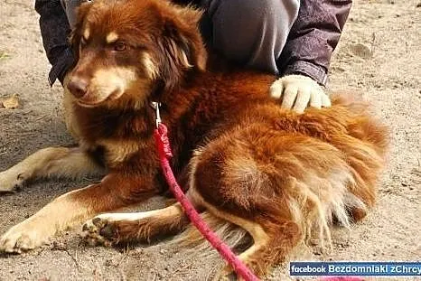 Matis - wesoła czekoladka czeka na dom w schronisk
