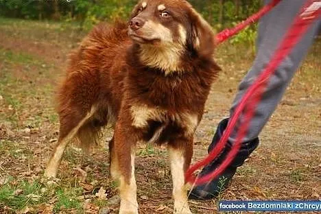 Matis - wesoła czekoladka czeka na dom w schronisk