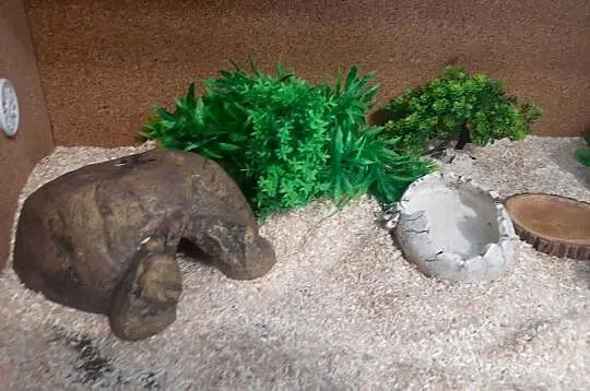Boa cesarski samiec roczny, Wielkopolskie, Poznań