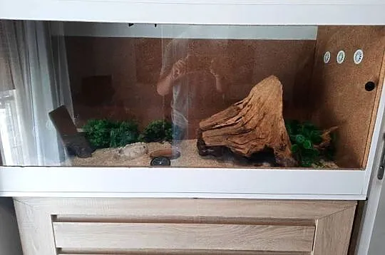 Boa cesarski samiec roczny, Wielkopolskie, Poznań