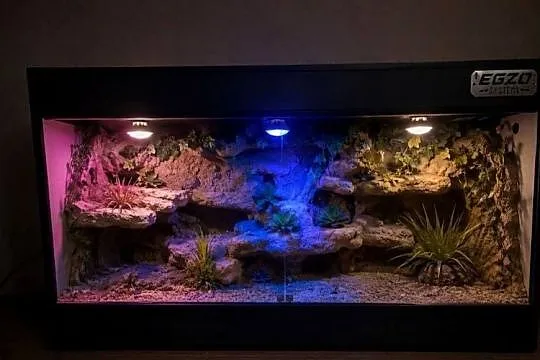 Terrarium dla gekona lamparciego agamy brodatej