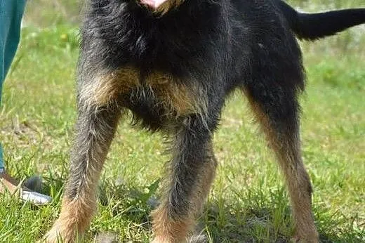 Baks.Super pies dla super Człowieka :),  mazowieck