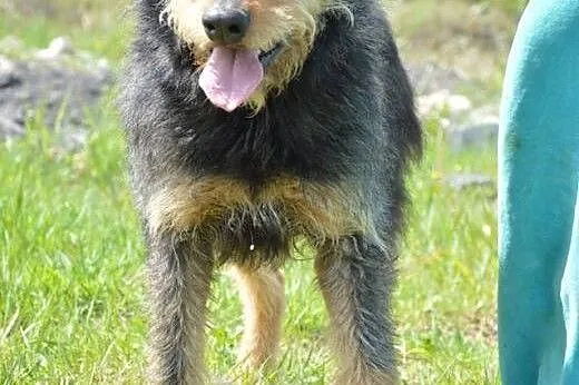 Baks.Super pies dla super Człowieka :),  mazowieck