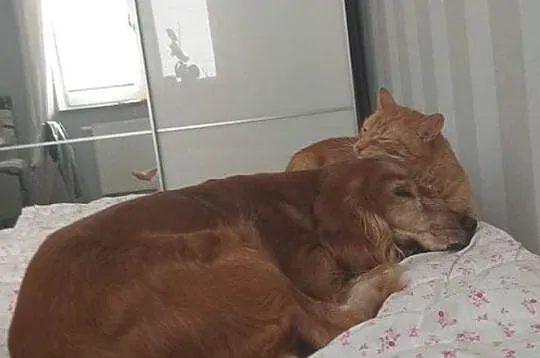 Cocker Spaniel i 2 koty szukają domu., Poznań