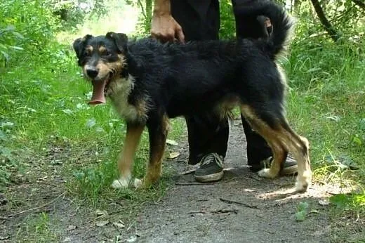Figiel-przekochany psiak z wesołymi, figlarnymi is